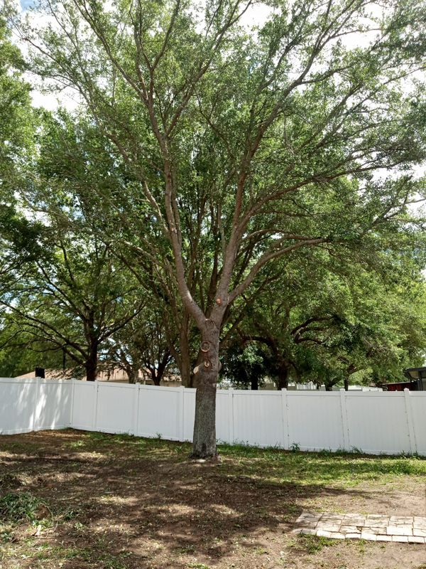 Tree Services