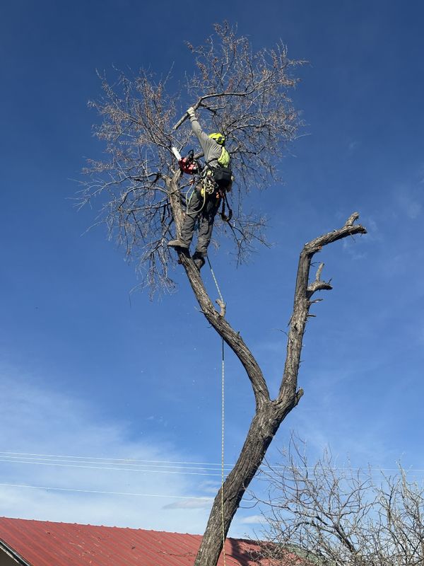 Tree Trimming