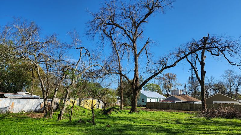 Tree Removal