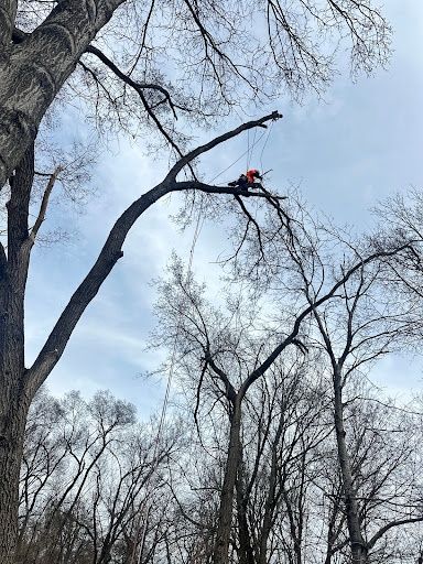Tree Trimming