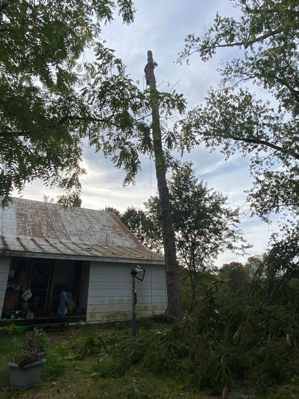 Tree Removal gallery