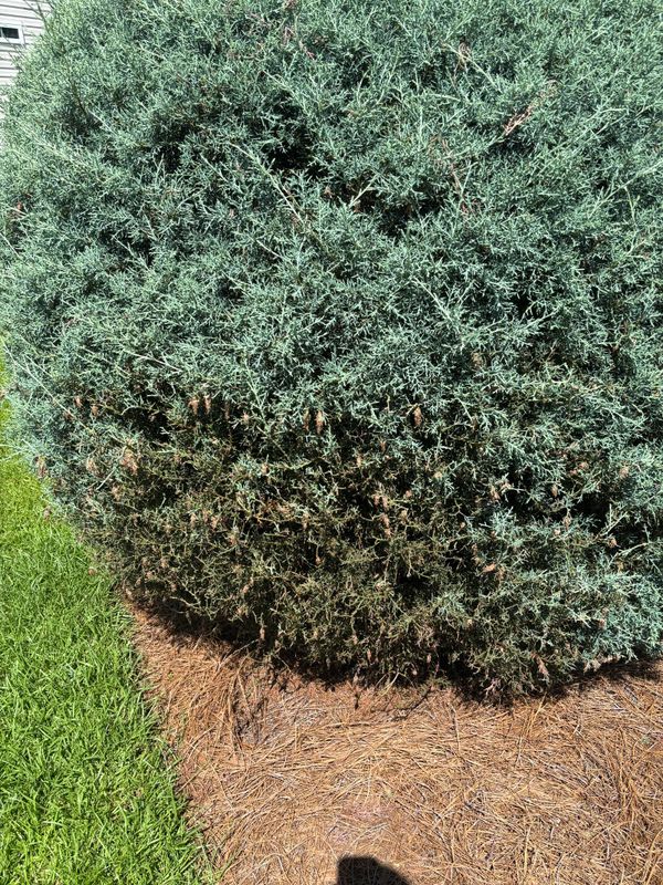 Tree & Shrub Care