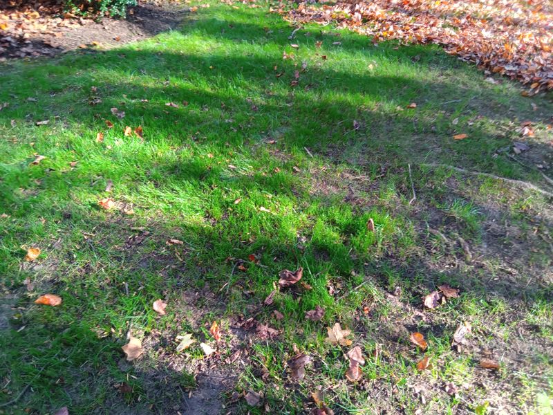 Grass Up