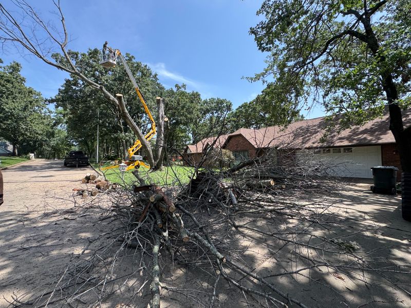 Tree Trimming