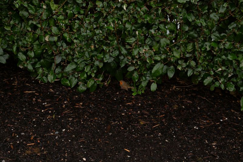Mulch Installation