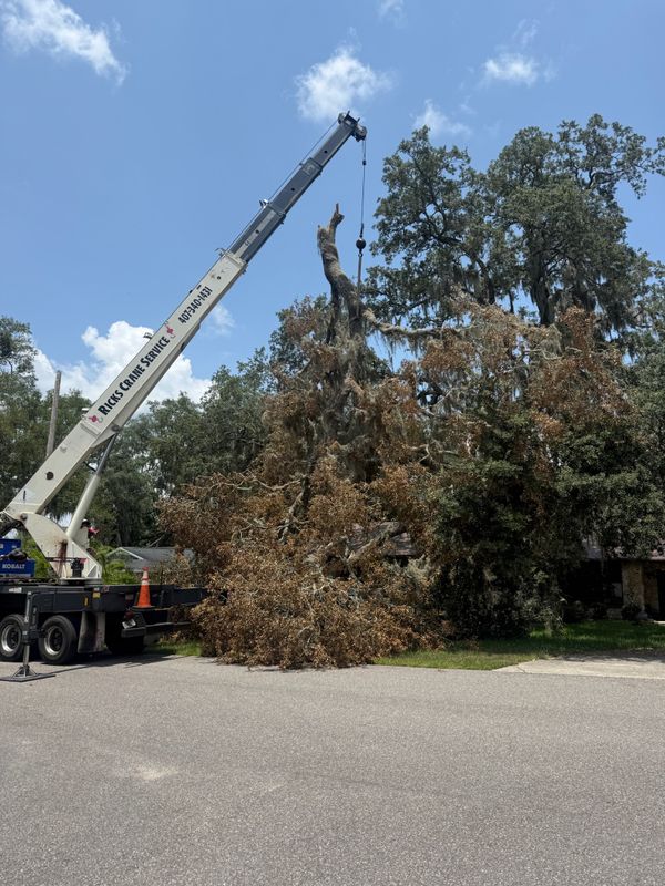 Tree Removal