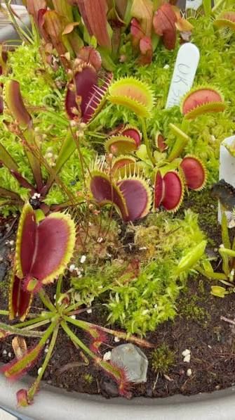 Botanical Based Pest Solutions