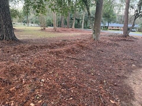Shrub Trimming