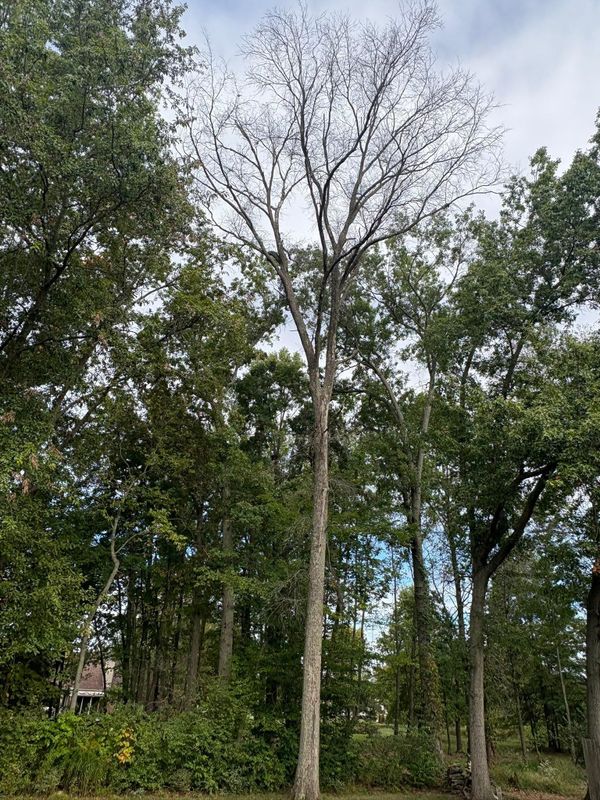 Tree Removal