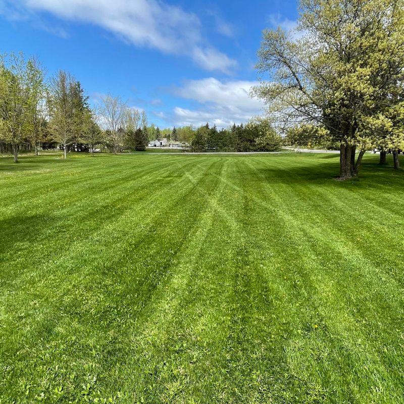 Lawn Care & Maintenance