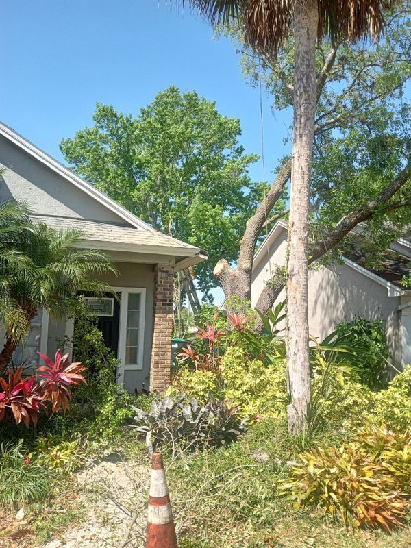 Tree Services