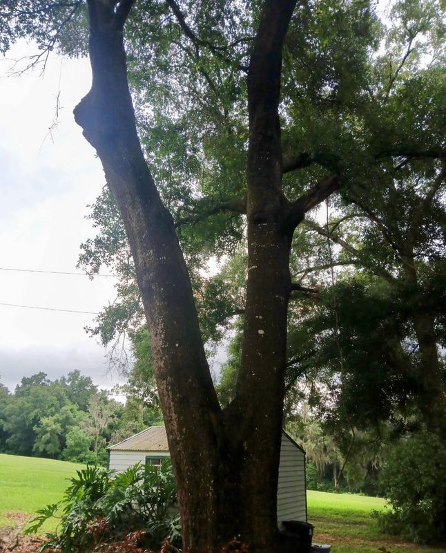 Tree Services
