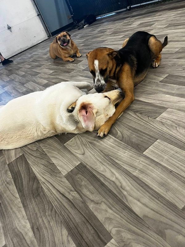 Open Play Daycare