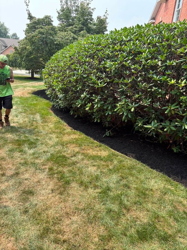 Tree & Shrub Care