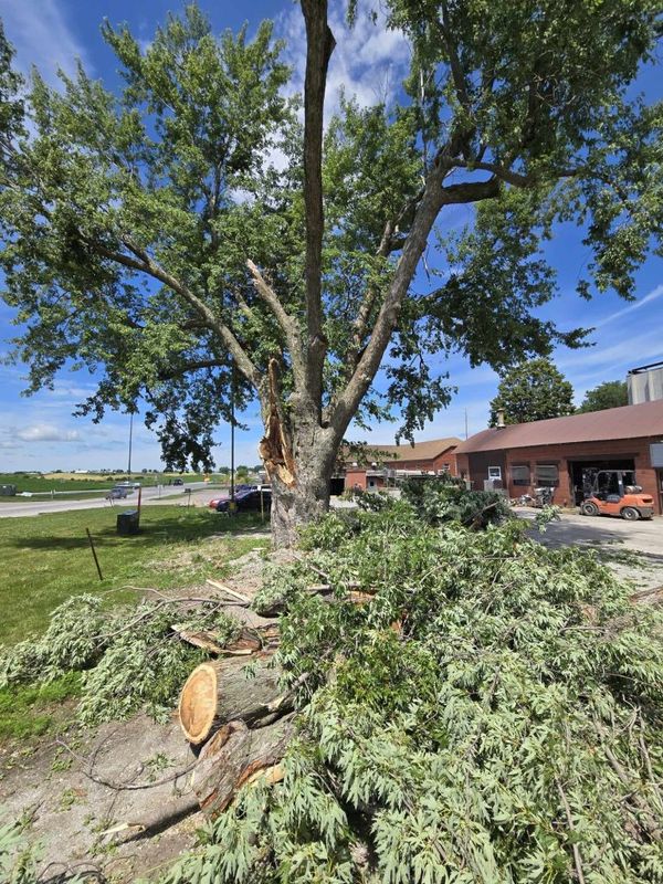 Tree Trimming
