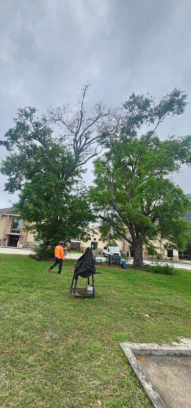 Tree Trimming