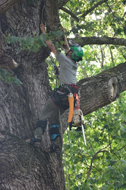 Tree Trimming gallery