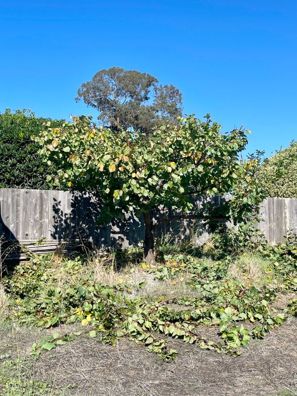 Tree Health and Maintenance