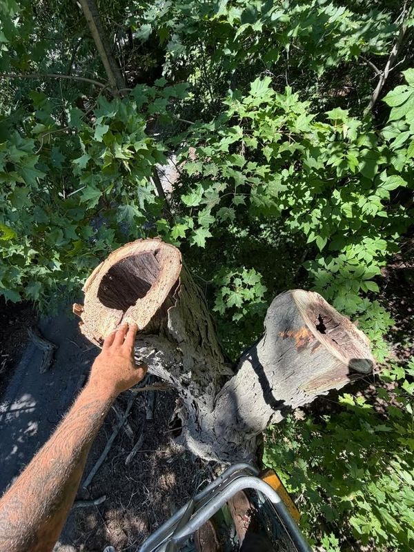 Tree Service