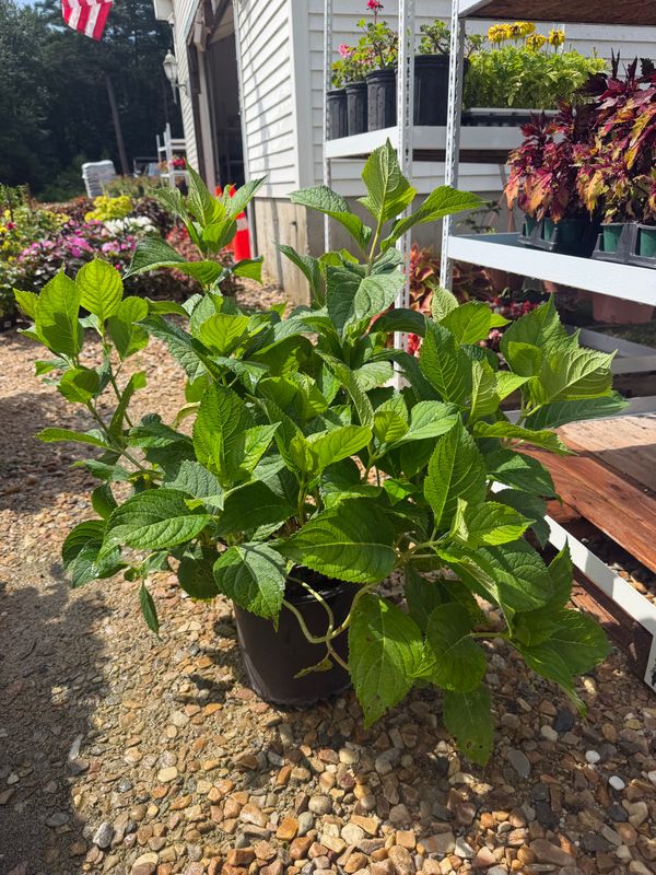 Garden Center