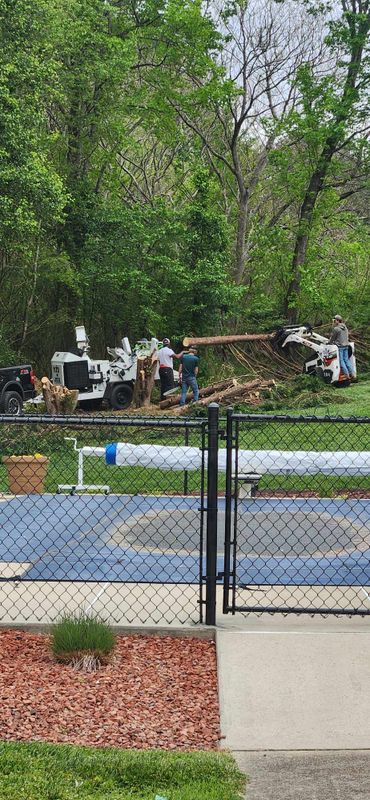 Tree Services