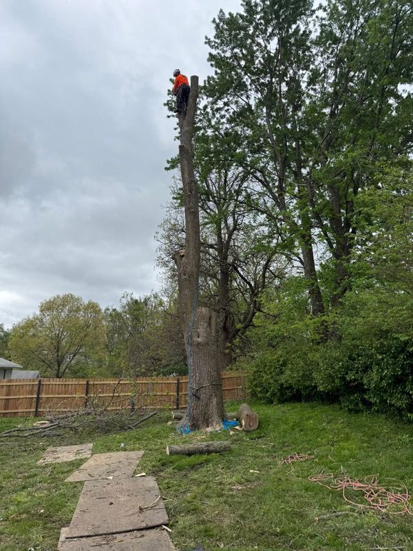 Tree Removal gallery