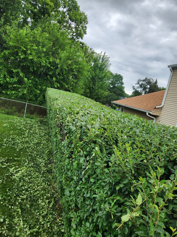 Hedge trimming 