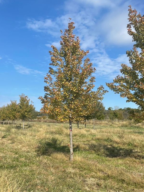 Tree Installations