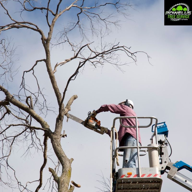 Tree Trimming