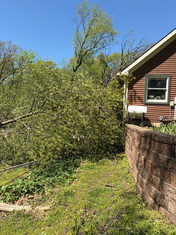 Tree Removal