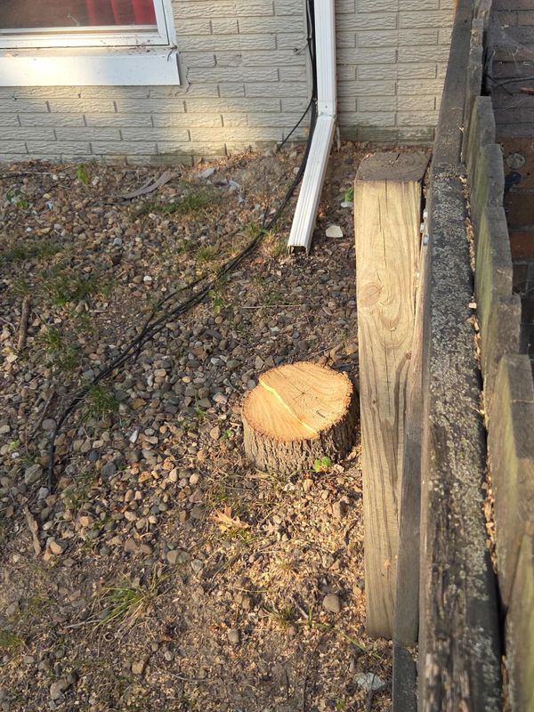 Tree Removal