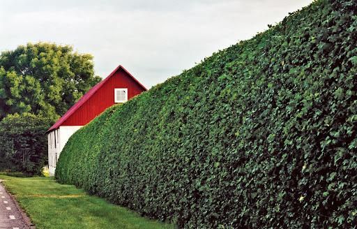 Shrub Trimming