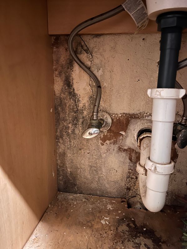 Mold Inspections