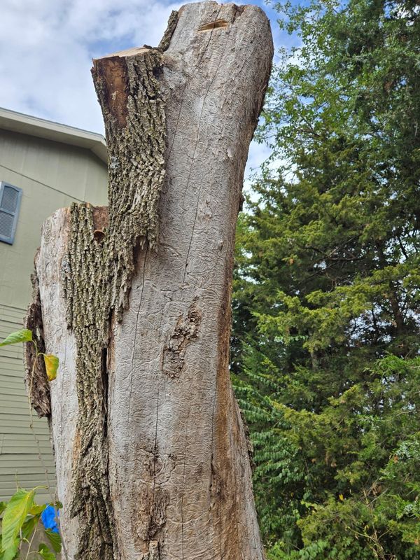Tree Trimming