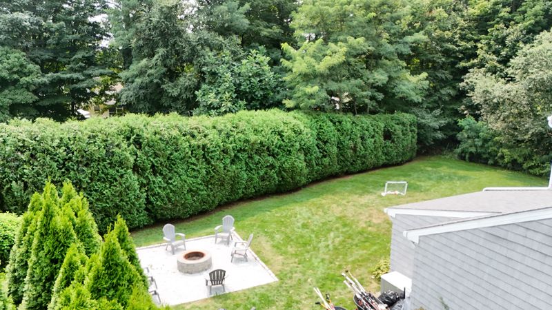 Shrub & Tree Care