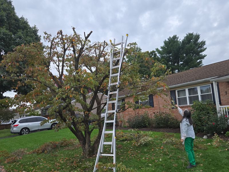 Tree & Shrub Care