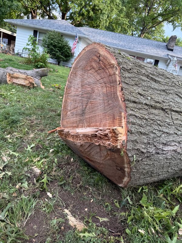 Tree Removal