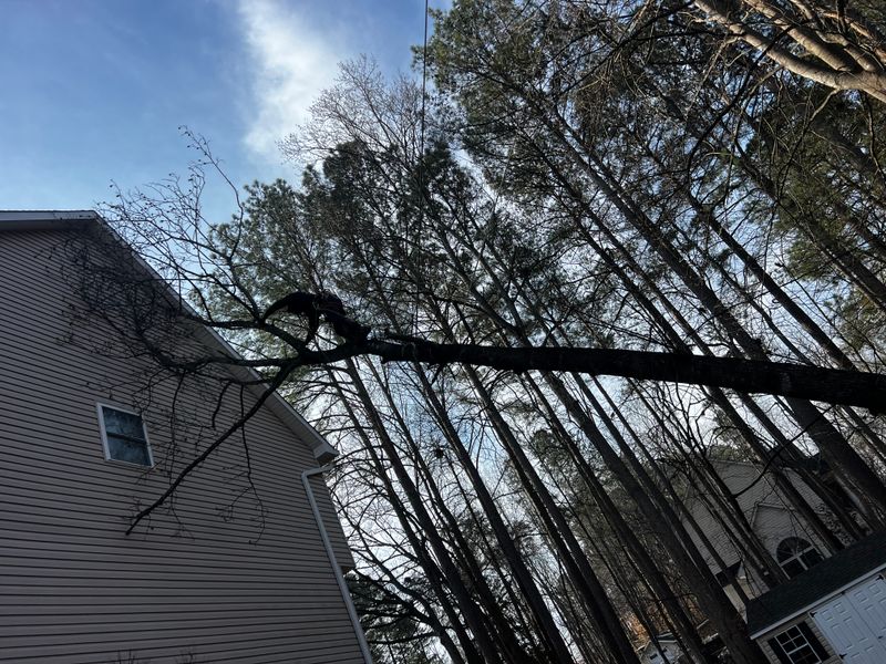 Tree Removal