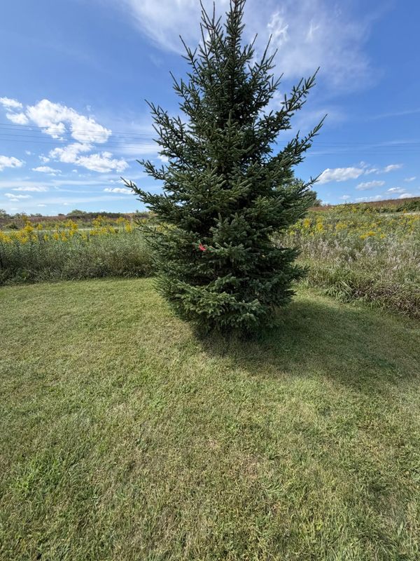 Land Clearing