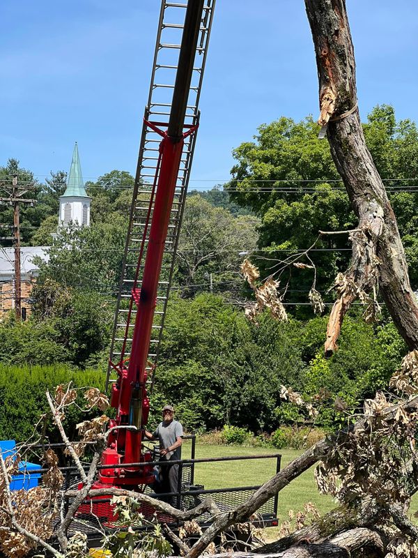 Tree Trimming