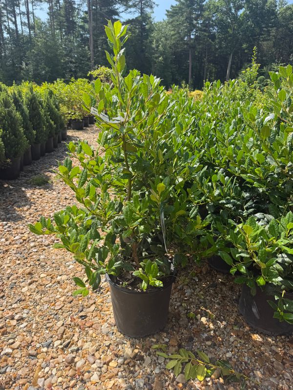 Garden Center