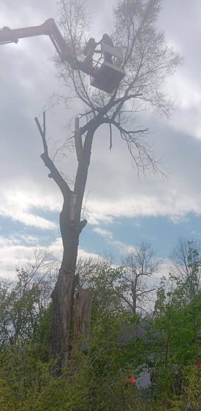 Tree Trimming