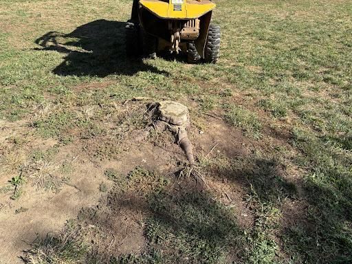 Stump Removal