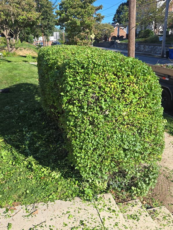 Tree & Shrub Care