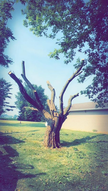 Tree Removal gallery