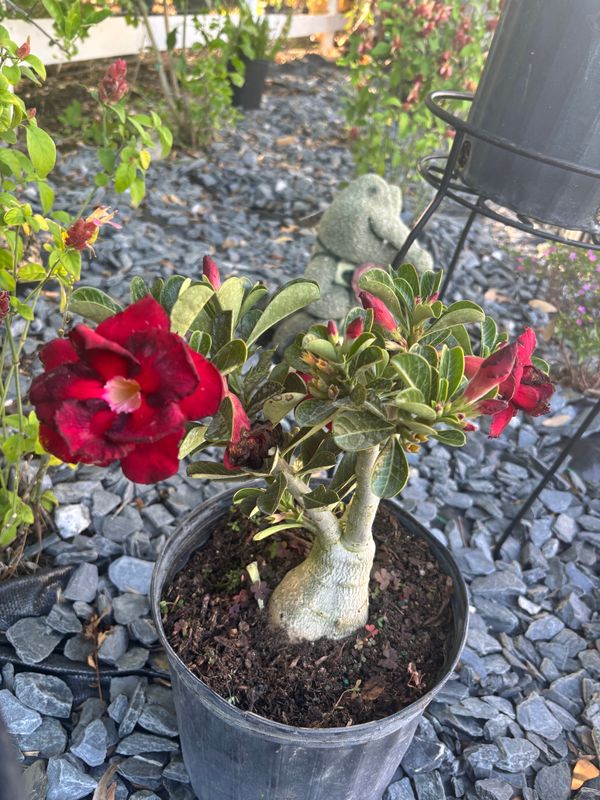 Plant Installation
