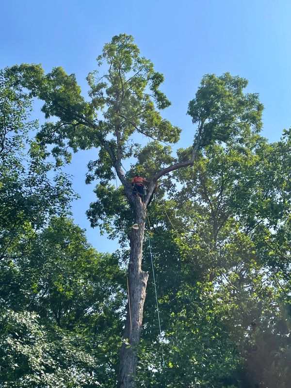 Tree Removal