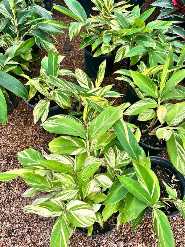 Flowerbeds & Native Plants