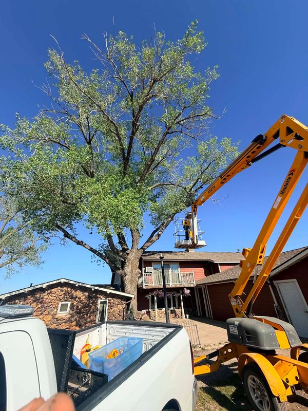 Tree Removal