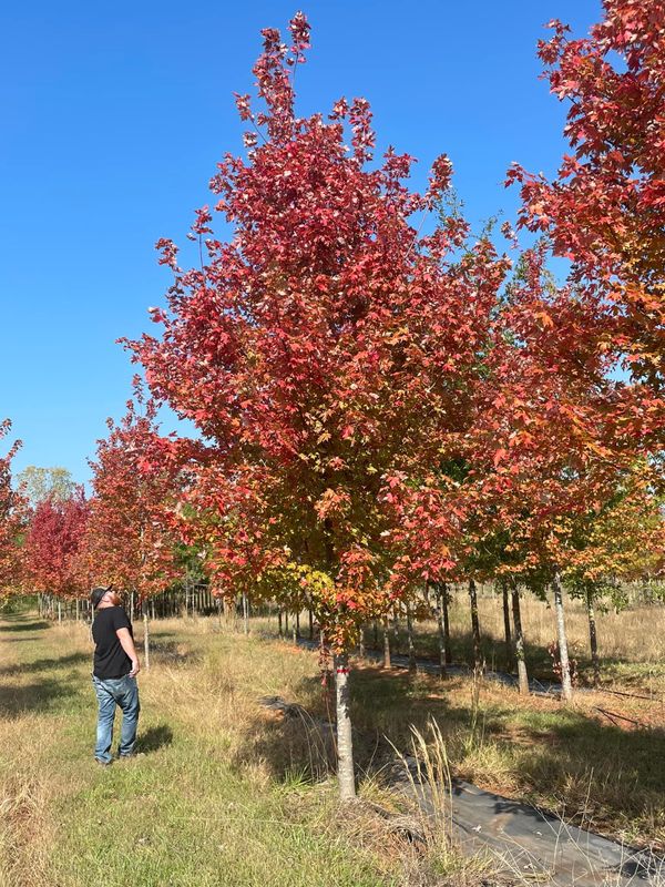 Tree Installations